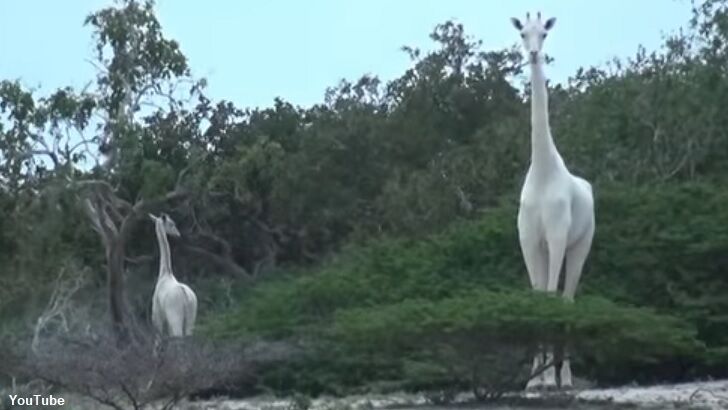 Rare White Giraffes Killed by Poachers