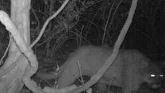 Camera Captures Mountain Lion