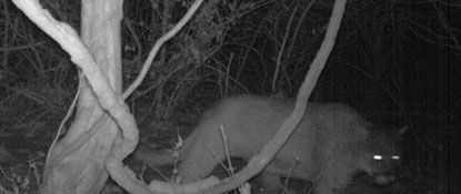 Camera Captures Mountain Lion