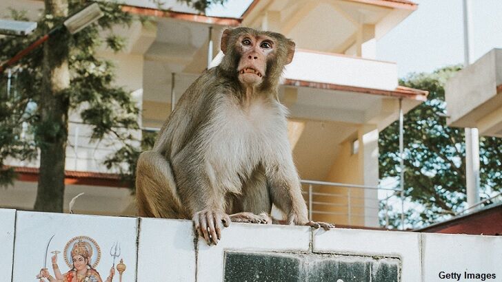 'Monkey Menace' Spawns Massive Protest