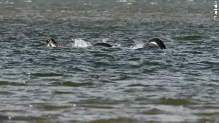 New Nessie Image Hailed as 'Best Ever'