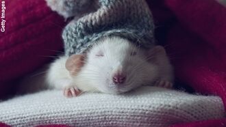 Aspirational Rat Dreams Revealed
