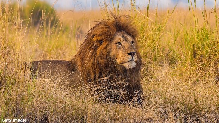 Pride of Lions Eat Suspected Poacher in South Africa!