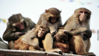 8-Year Old Girl Raised by Monkeys