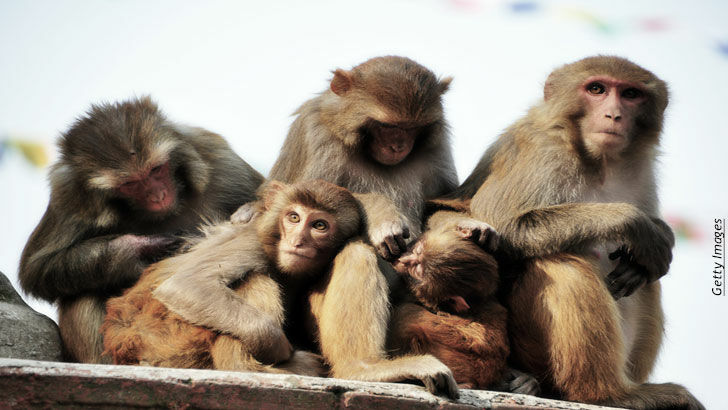 8-Year Old Girl Raised by Monkeys