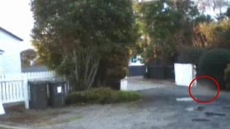 New Zealand Ghost Cat?