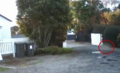 New Zealand Ghost Cat?