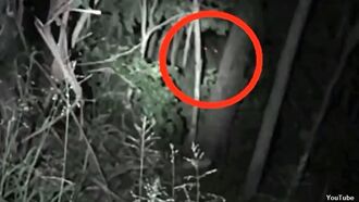 Watch: Glowing Yowie Eyes Caught on Film?