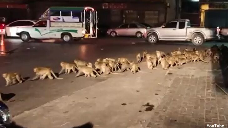 Watch: Monkeys Swarm Thai Street