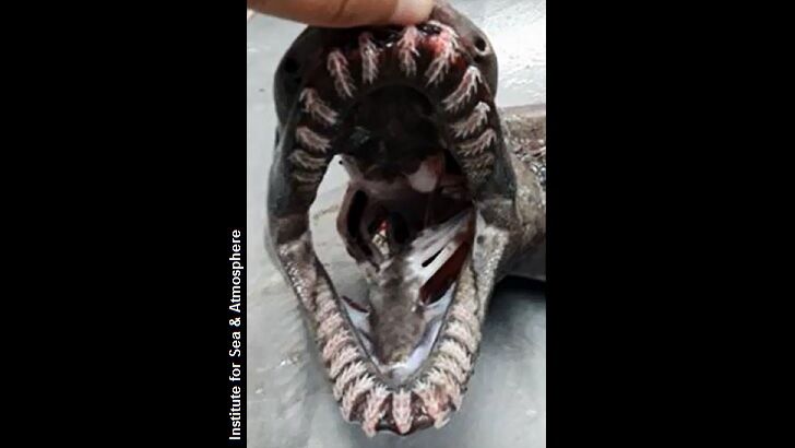 Monstrous 'Living Fossil' Caught Off the Coast of Portugal