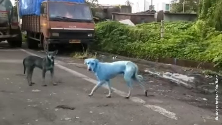 Dogs Turning Blue in India