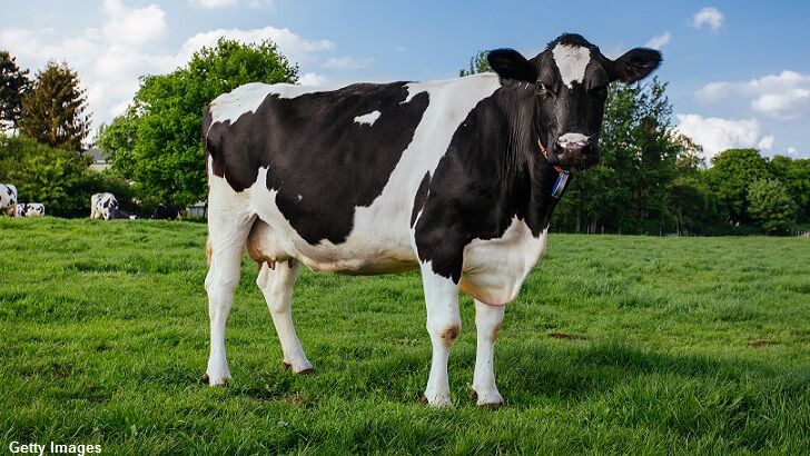 Talking Cow Troubles Family