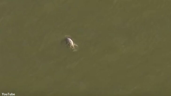 Video: Beluga Whale Wanders Into the River Thames