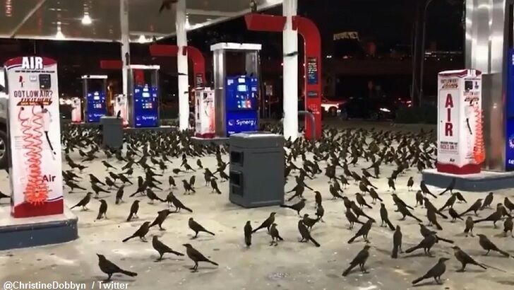 Video: Hundreds of Birds Invade Texas Gas Station