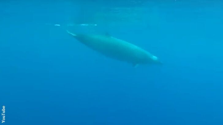 Watch: New Whale Footage is First of Its Kind