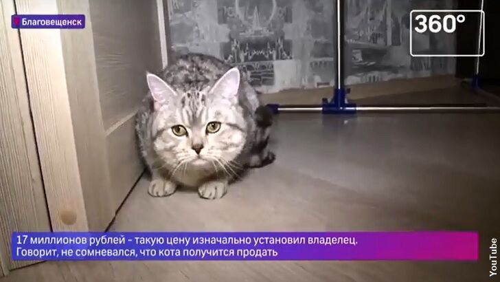 'Psychic' Cat Fetches Big Bucks