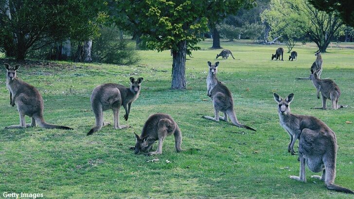 Australians Told to Eat Kangaroos