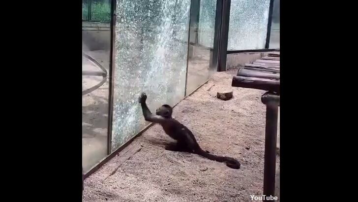 Watch: Monkey Uses Rock to Smash Glass Wall at Chinese Zoo