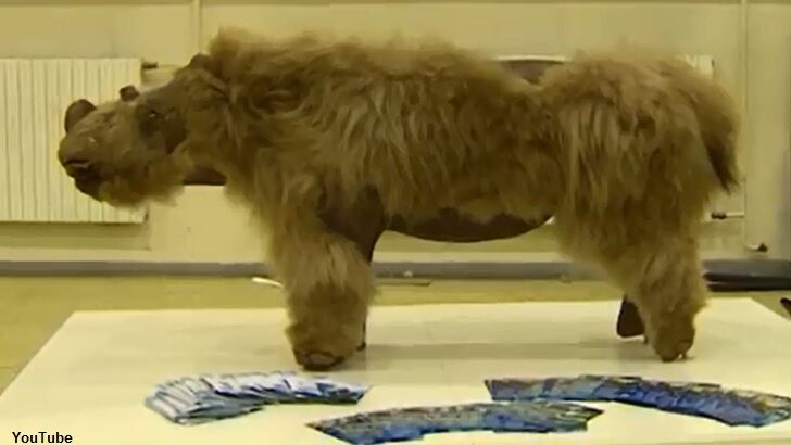 Reconstructed Baby Woolly Rhino Showcased in Russia