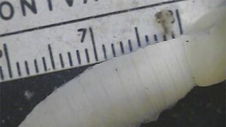 Search for Giant Earthworm