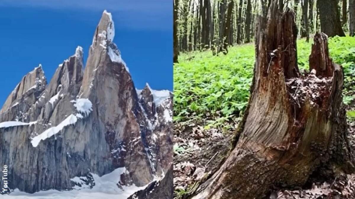 Are There No Forests on Flat Earth? Coast to Coast AM