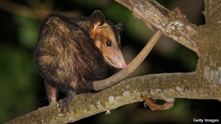 Bizarre Possum Tail Mystery Puzzles Motorists in New Zealand