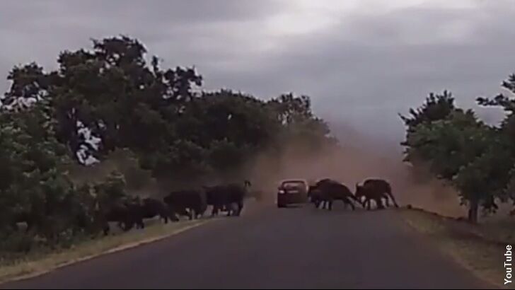 Watch: Cars Caught in Epic Buffalo Stampede