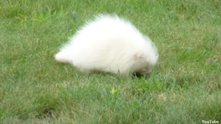 Video: Albino Porcupine Spotted in Maine