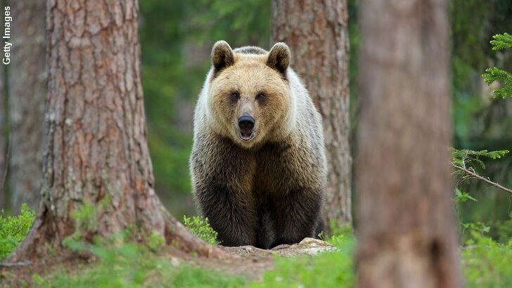 Rise in Bear Attacks Has Japan on Edge