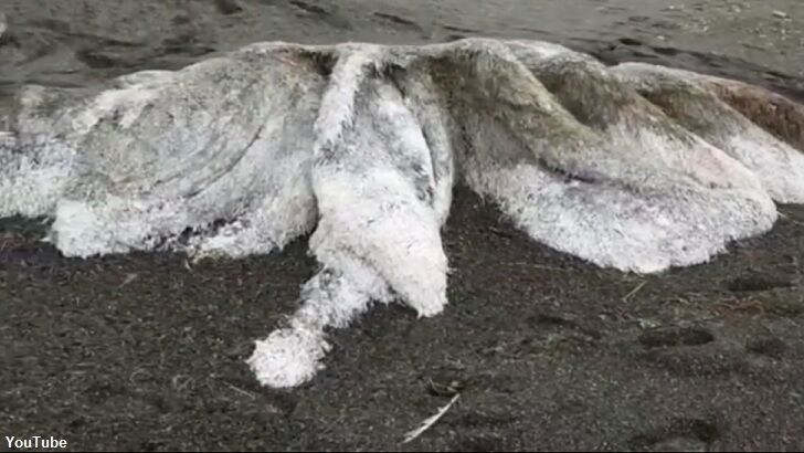Video: Weird Sea Creature Remains Wash Ashore in Siberia