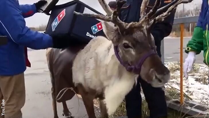 Watch: Domino's Developing 'Delivery Reindeer' in Japan