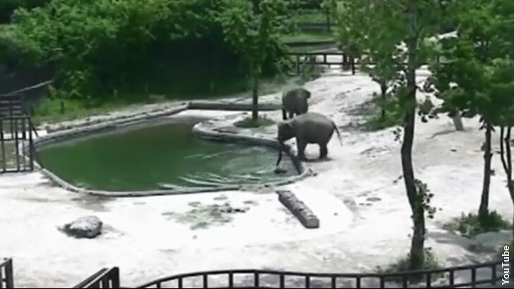 Watch: Pair of Elephants Work Together to Save Drowning Calf