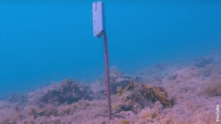 Video: Diver Catches Monstrous Worm!