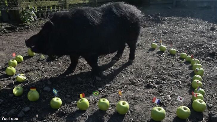 Psychic Pig Forecasts World Cup