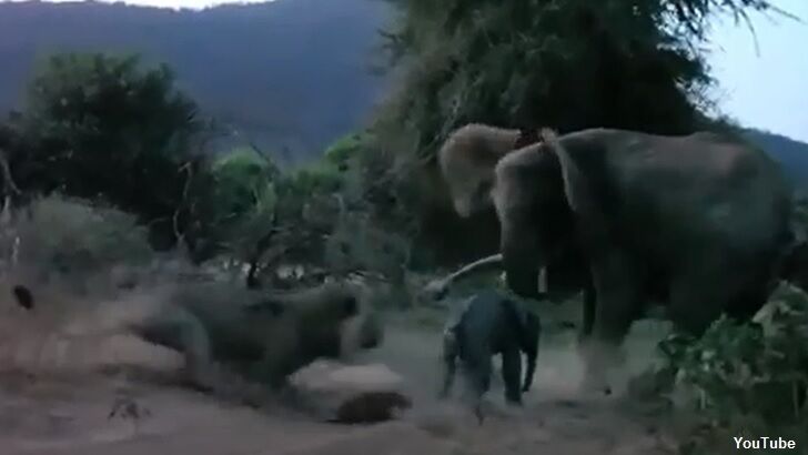 Video: Elephant Thwarts Lion Attack