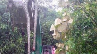 55 ft. Snake in China?