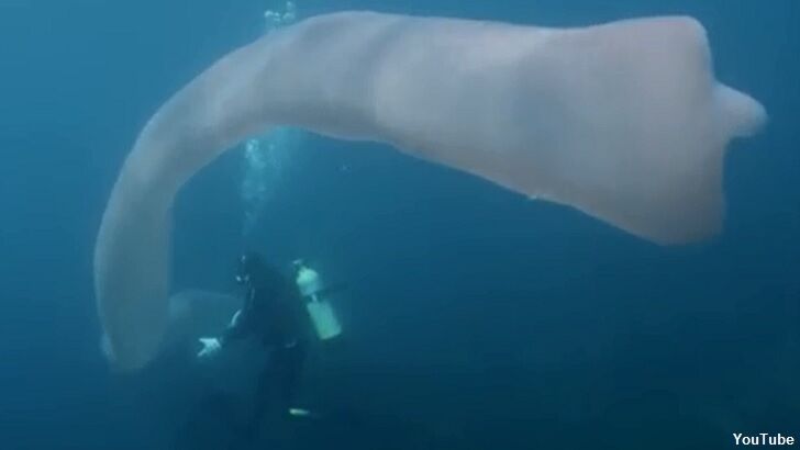 Watch: Divers Encounter Giant 'Ghostly' Sea Creature