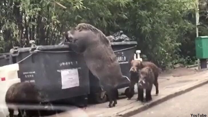 18 of the Weirdest Stories from 2018