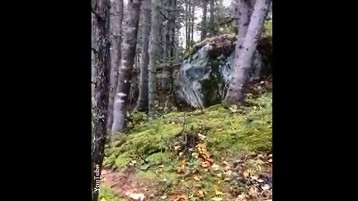 'Breathing Forest' Filmed in Canada