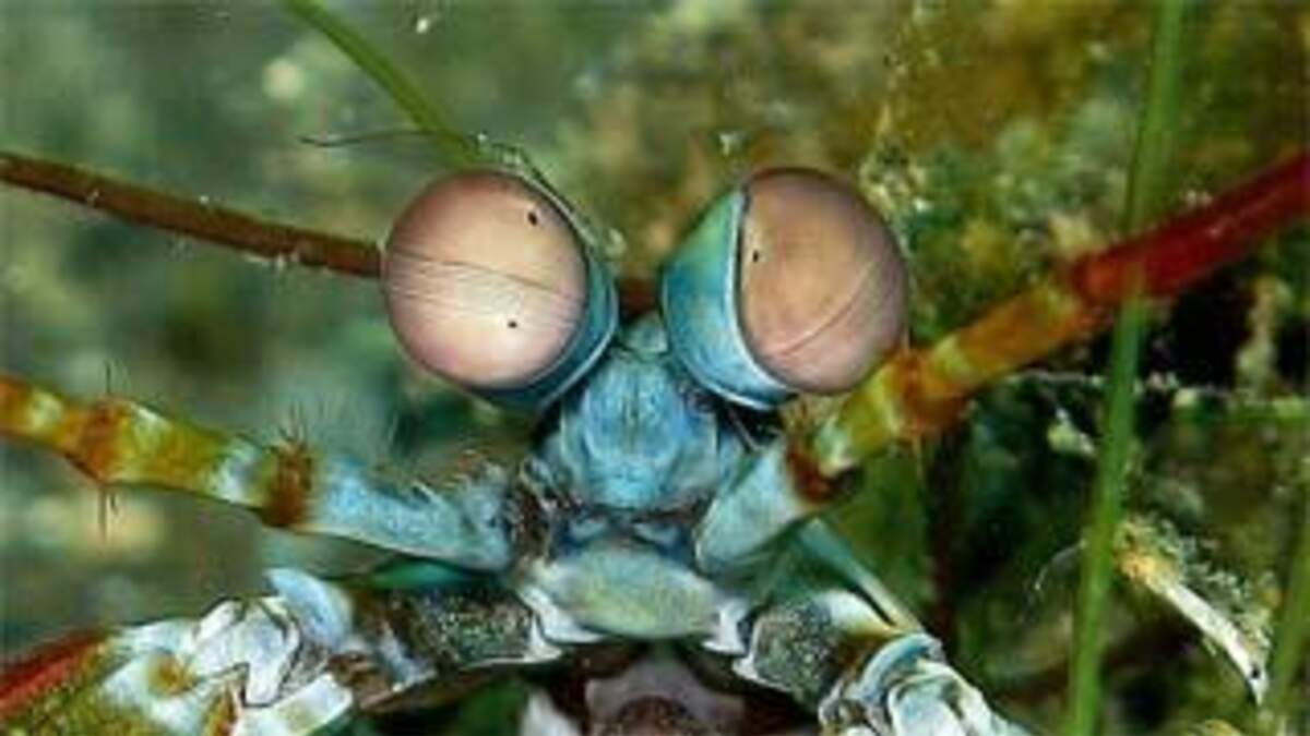 строение фасеточных глаз членистоногих. тип членистоногие класс паукообразные. сложные глаза характерны для ракообразных и насекомых. сложные фасеточные глаза у ракообразных. строение фасеточного глаза ракообразных.