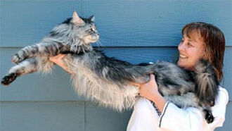 World's Longest Cat