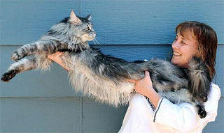 World's Longest Cat