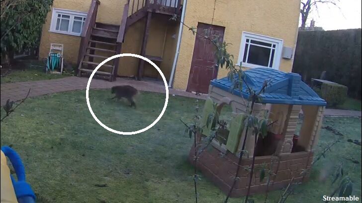 Watch: Strange Tailless Mystery Creature Filmed in Vancouver Backyard