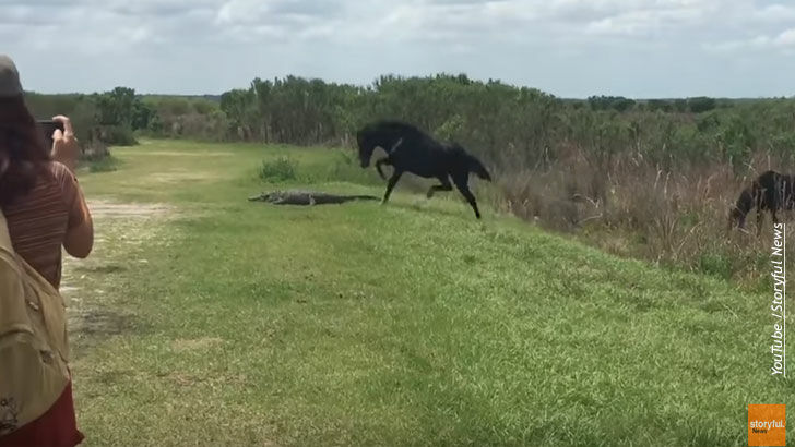 Video: Horse Attacks Alligator