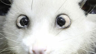 Cross-Eyed Opossum