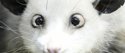 Cross-Eyed Opossum