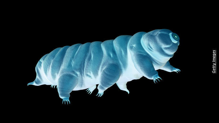 Was Life on Earth Started by Space Dust?