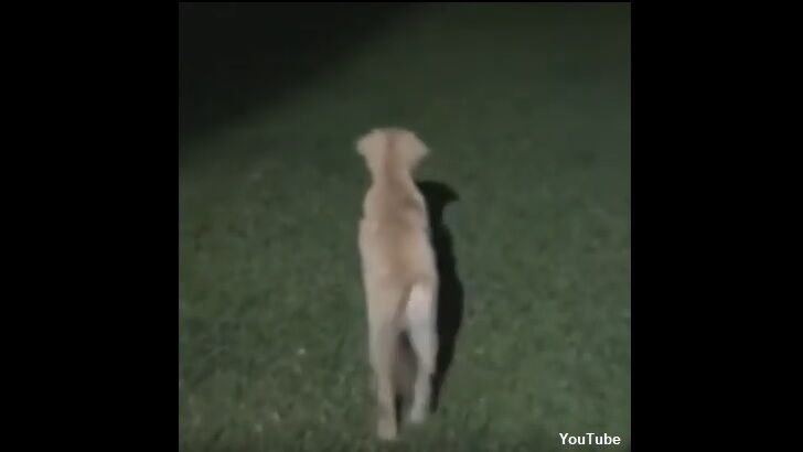 Watch: Dog Frightened by Ghost?