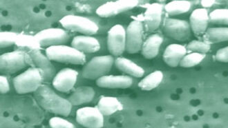 Microbes Redefine Life