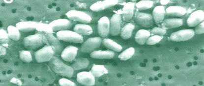 Microbes Redefine Life